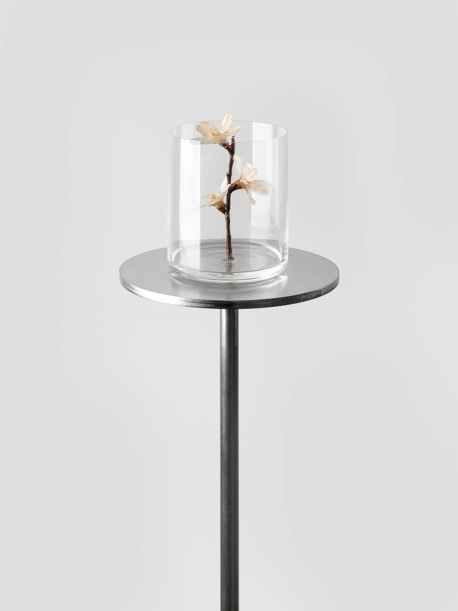 Herbarium of Time